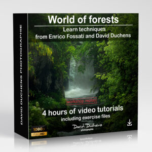 The World of Forests (REPLAY)