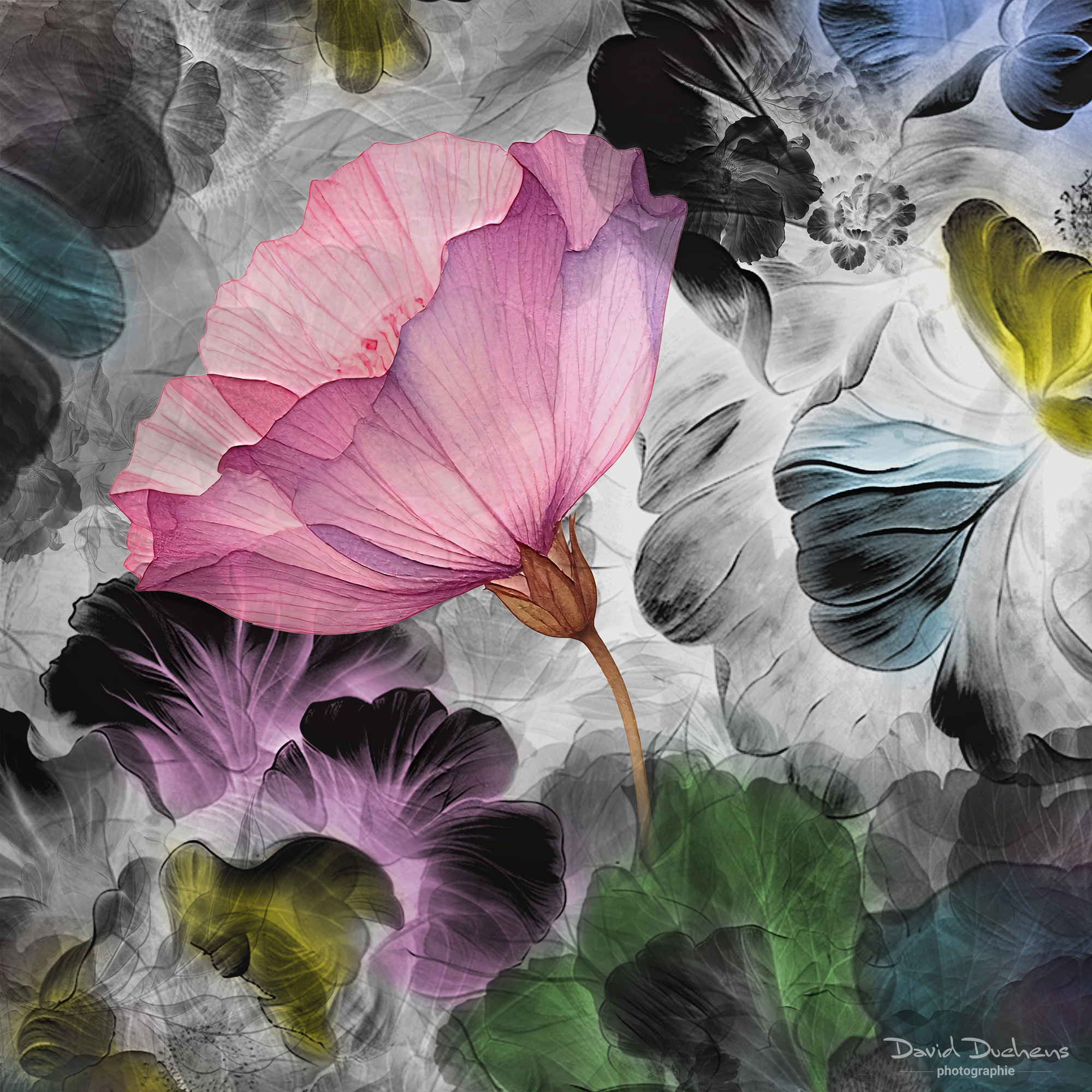 Online workshop - Artistic Expression & ICM with Florals - Image 14